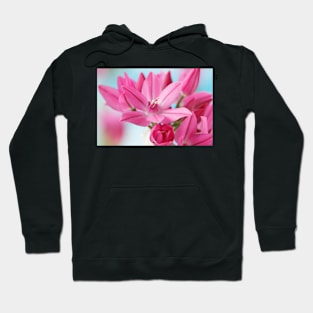 Allium oreophilum  Mountain lover  Pink lily leek  allium ostrowskianum Hoodie